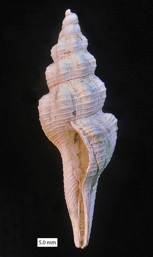 Fusinus Cyprus Pliocene 500