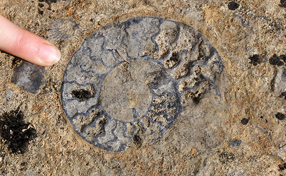 10 Horn Park ammonite 1