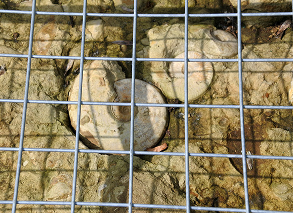 12 caged ammonites