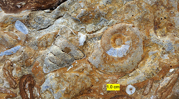 2 Ammonite gastropod snuffboxes