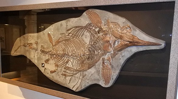 3 Bristol pregnant ichthyosaur