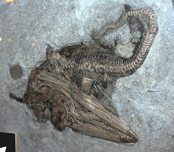 4 Bristol ichthyosaur fetus