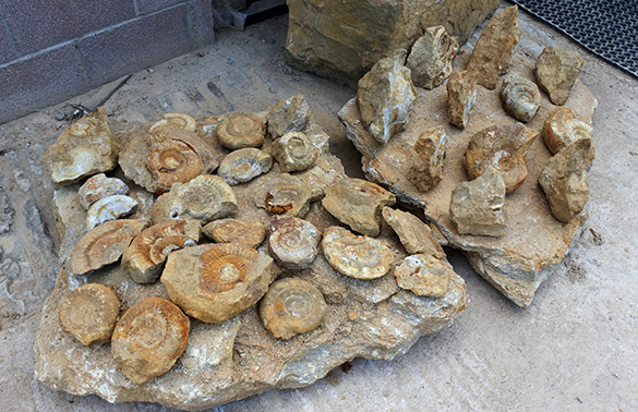 4 Sherborne Stone ammonites yard