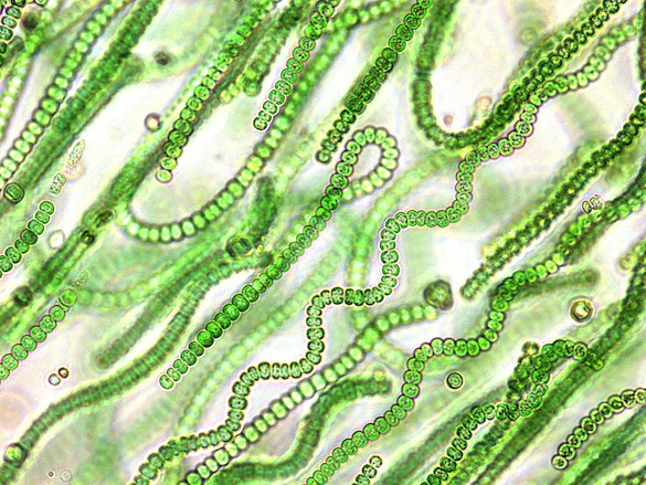 6 Cyanobacteria