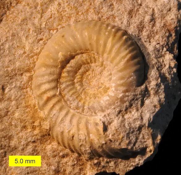 Leptosphinctes microconch Jurassic Dorset 585