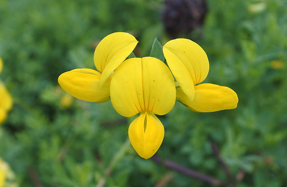 14 Yellow flower 073016