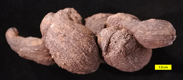 Pseudocoprolite side view 585