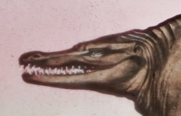 5-megalosaurus-head