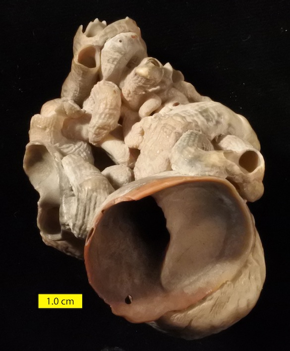 Wooster S Fossils Of The Week Modern Vermetid Snails A Slipper