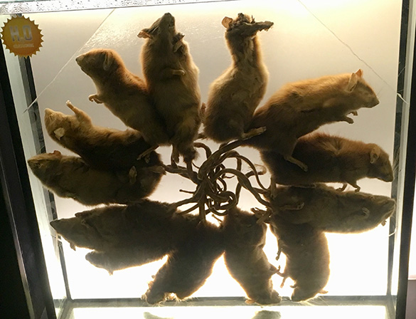 Rat king of Saru in the exposition of the Natural History Museum