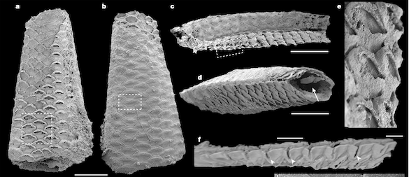 The Phylum Bryozoa is now known from the Cambrian. An updated set of posts.