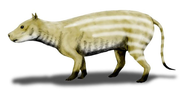 Wooster’s Fossil of the Week: an oreodont (probably from the Oligocene ...