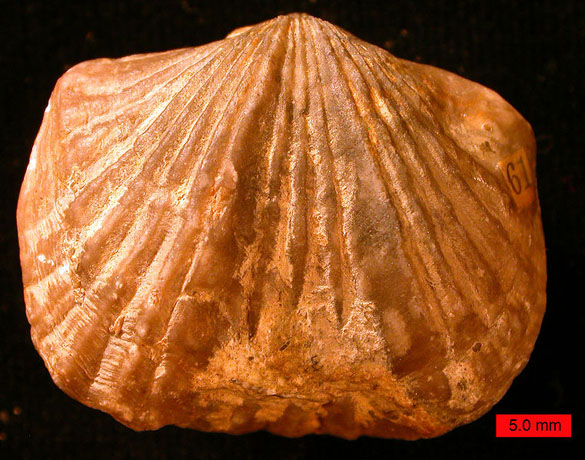 Woosters Fossil Of The Week An Orthid Brachiopod Upper Ordovician Of