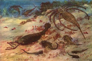 Wooster’s Fossils of the Week: Eurypterids (Late Silurian of New York ...