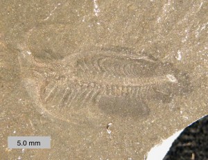 Wooster’s Fossil of the Week: Marrella splendens (Burgess Shale, Middle ...