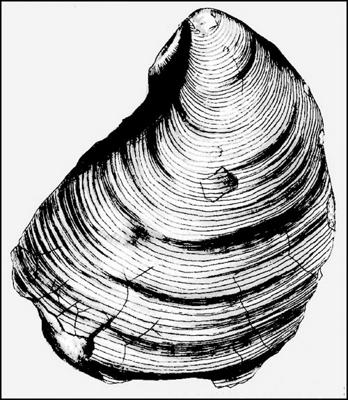 Wooster's Fossil of the Week: a very large clam (Upper Cretaceous of South  Dakota, USA) | Wooster Geologists