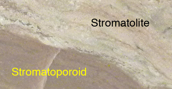 Wooster's Fossils of the Week: A stromatoporoid-stromatolite combination  (Upper Silurian of Saaremaa Island, Silurian) | Wooster Geologists
