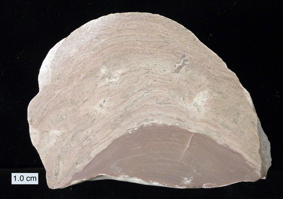 Wooster's Fossils of the Week: A stromatoporoid-stromatolite combination  (Upper Silurian of Saaremaa Island, Silurian) | Wooster Geologists