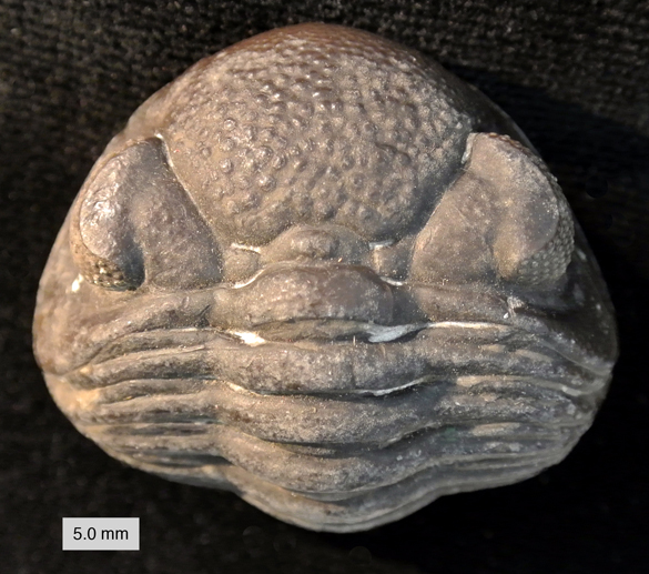 Wooster's Fossil of the Week: a beautiful phacopid trilobite (Middle  Devonian of Ohio, USA) | Wooster Geologists