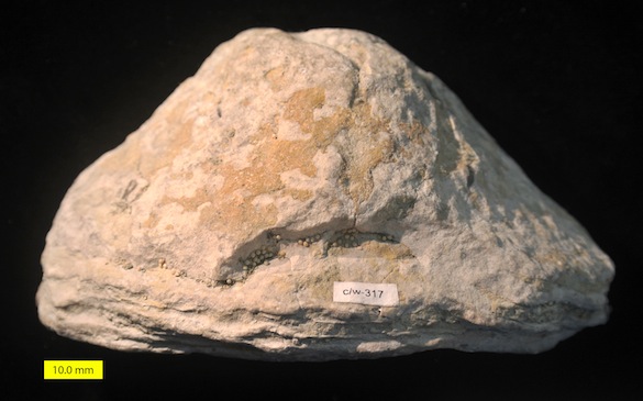 Wooster's Fossil of the Week: A stromatoporoid from the Silurian of Estonia  | Wooster Geologists