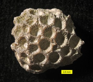 Wooster’s Fossil of the Week: A tabulate coral from the Upper ...